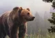 A salvat un pui de URS rămas orfan. După 6 ani, animalul i-a făcut ceva incredibil!