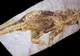 Descoperire neașteptată: un dinozaur pitic cu o metodă unică de apărare