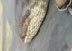 Descoperire-ŞOC. Cum arată anaconda lungă de 10 metri şi care cântăreşte 400 kg