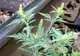 Planta care îmbolnăveşte România creşte pe calea ferată. În alte ţări europene a fost ERADICATĂ