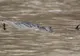 Cum a fost surprins un crocodil care îşi vâna prada: e prima dată în lume când se întâmplă asta!