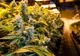  Doi bărbaţi arestaţi în Galaţi pentru că  aveau într-un solar 156 de plante de cannabis 