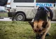 Bărbat dat dispărut după ce a plecat să se plimbe singur, căutat de zeci de poliţişti 