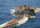 Creatură ciudată, găsită de marinarii iranieni în Golful Persic