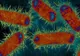 Apa potabilă infectată cu E.coli într-o comună din Argeș