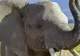 Elefant evadat de la un circ. Cum l-au găsit poliţiştii din Râmnicu Vâlcea - FOTO