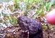 A găsit o insectă pe care nu o mai văzuse, pe munte. Când a atins-o cu degetul...s-a întâmplat ASTA
