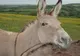 Ştiaţi cât costă un litru de lapte de măgăriţă? Puţini îşi pot permite