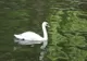 BIZAR! Un bărbat a intrat complet gol în Lacul Herăstrău pentru a prinde o lebădă. Deznodământul?