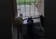 Cel mai amuzant moment: ce păţesc trei pisici concentrate pe ţopăitul unei vrăbii 