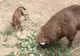 Sărbătoare mare la Grădina Zoologică din Reșița. S-a născut primul zimbru în captivitate 