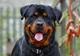ŞOCANT! Un bărbat din Dolj, atacat şi ucis de propriul câine. Rottweiler-ul a fost împuşcat