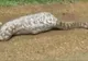 Când au găsit șarpele era prea târziu. Înghițise prada. Ce a urmat e desprins din filmele horror