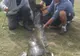 Captură uriaşă pentru doi pescari români: un somn de 69,5 kg. Unde l-au prins