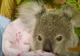Viralul zilei! Un koala orfan se consolează cu un marsupial din pluș 