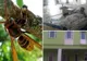 Moarte teribilă pentru un bărbat din Arad, atacat de viespi uriaşe ucigaşe 