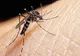 Catastrofa cauzată de virusul ZIKA. Au dat cu insecticid şi apoi au văzut cum au murit milioane 