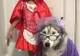 Cele mai INEDITE costume de Halloween. Au devenit virale pe net