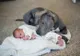 GROAZNIC! I-a spus soţiei să nu lase pitbull-ul lângă bebe. Dar l-a aşezat pe jos. ŞOC ce urmează