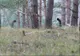 Au văzut niște conducte în pădure. Au intrat în ele și au rămas uluiți unde au ajuns