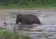 Imagini incredibile! Un elefant a salvat un om de la înec 