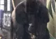 Autorităţile londoneze, în alertă! O gorilă a evadat de la Zoo