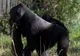 Panică pe străzile Londrei, după ce o gorilă a evadat de la Zoo