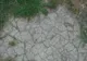 A ieşit să-şi plimbe câinele, dar a dat peste o CREATURĂ ÎNFIORĂTOARE! Zăcea în iarbă şi o fixa