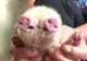 Aşa ceva nu ai mai văzut! În China s-a născut un porc cu două râturi și trei ochi 