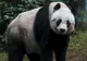 S-a stins din viață cel mai vârstnic urs panda. Avea 38 de ani, echivalentul a 110 ani umani