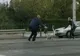 Martor Ocular. Lebădă rătăcită în Capitală 