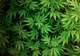 Torino, Italia: 30 kilograme de marijuana, găsite ascunse într-un TIR. Un român și un italian au fost arestați