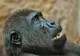 O gorilă care evadase dintr-o grădină zoologică tranchilizată, în centrul Londrei