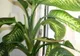 Ai această plantă în casă? Arunc-o imediat! Iată ce se spune despre ea
