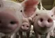 PSD lansează ”pomana porcului”. Ce ajutoare vrea să dea Dragnea pentru îngrășarea animalelor