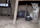 Ce a descoperit o familie, sub masa din bucătărie - "E cel mai feroce animal". Nu a fost ucis