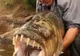 A plecat singur la pescuit. HORROR! A prins un monstru. E peştele care mănâncă şi crocodili