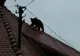 Ursul împuşcat la Sibiu. Câţi oameni au sunat la 112, speriaţi de prezenţa ursului