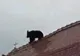 Ursul ucis la Sibiu. Se caută probe video și o femeie care apare în una din înregistrări