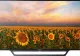 Reduceri la televizoare de Black Friday 2016. Oferta Cel.ro