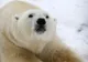 Alegeri în SUA: Ursul polar Felix, din Siberia, a ghicit câştigătorul scrutinului prezidențial