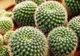 Ce se întâmplă dacă dormi cu un cactus în cameră