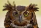 IMAGINI MAGNIFICE: Cele mai bune fotografii la concursul National Geographic Nature 