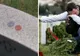 A văzut bănuții pe cruce, în cimitir. Credea că i-a uitat cineva. Când a aflat ce înseamnă, a plâns