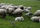 România, acuzată de încălcarea regulamentelor internaționale privind sănătatea animalelor