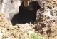 Muncitorii au săpat o groapă și au avut un ȘOC. Ce animal URIAȘ a ieșit de sub pământ