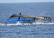 Sute de migranți s-au înecat în Marea Mediterană în ultimele 24 de ore