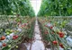 Agricultura românească, de la tradiţional la high-tech