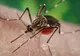 Anunţ de ultimă oră despre Virusul Zika. Ce spune Organizaţia Mondială a Sănătăţii