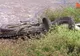 Imagini uluitoare cu un şarpe care mănâncă un crocodil. Cum arăta pitonul la final